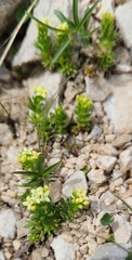 Galium magellense