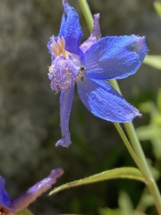 Delphinium gracilentum