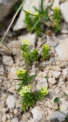 Galium magellense