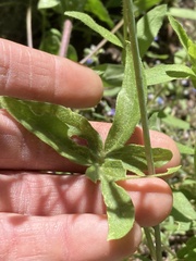 Delphinium gracilentum