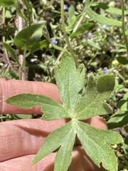 Delphinium gracilentum