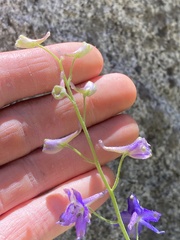 Delphinium gracilentum