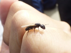 Camponotus caryae