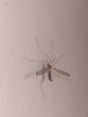Tipula luteipennis