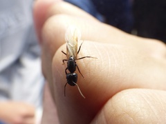Camponotus caryae