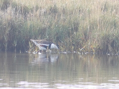 Erythrogonys cinctus