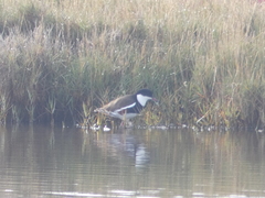 Erythrogonys cinctus