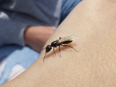 Camponotus caryae