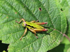 Micropodisma salamandra