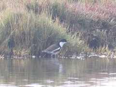 Erythrogonys cinctus