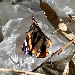 Vanessa atalanta