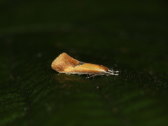 Batia lunaris