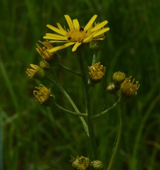 Jacobaea paludosa