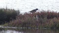 Erythrogonys cinctus