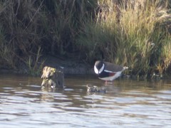 Erythrogonys cinctus