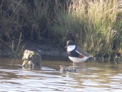 Erythrogonys cinctus