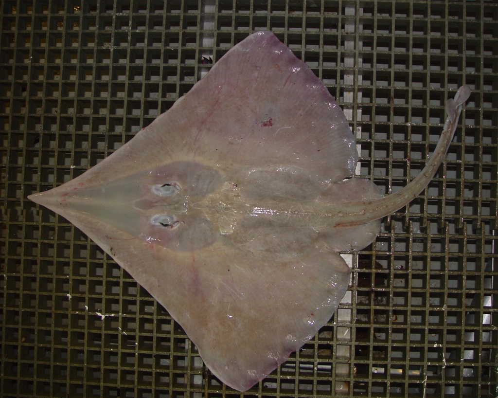 Longnose Deepsea Skate