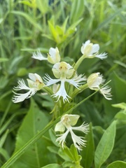 Platanthera praeclara
