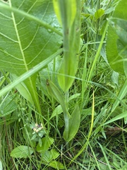 Platanthera praeclara