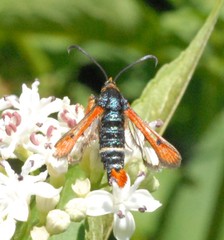 Pyropteron chrysidiforme