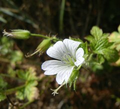 Geranium versicolor