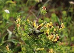 Chamaecytisus supinus