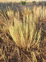 Artemisia pauciflora