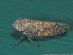 Paraphlepsius rileyi