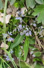 Polygala alpestris
