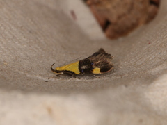 Oecophora bractella