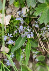 Polygala alpestris