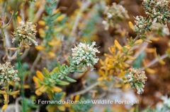 Teucrium lusitanicum