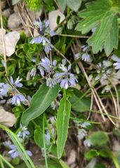 Polygala alpestris