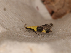 Oecophora bractella