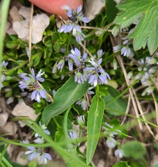 Polygala alpestris