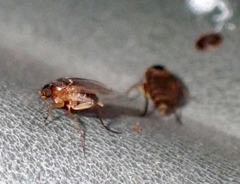 Metopininae