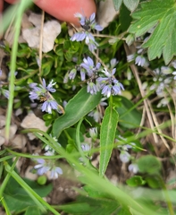 Polygala alpestris