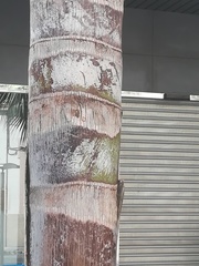 Syagrus romanzoffiana