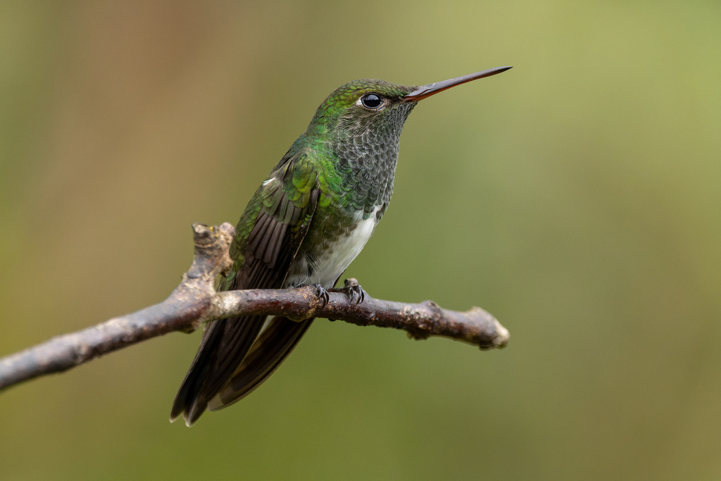 Glittering-throated Emerald photo