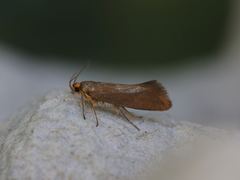 Crassa unitella