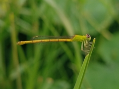 Agriocnemis kalinga