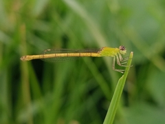 Agriocnemis kalinga