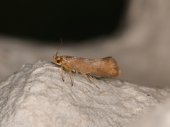 Crassa unitella