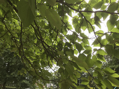Catalpa bignonioides