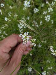 Nasturtium microphyllum