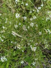 Nasturtium microphyllum
