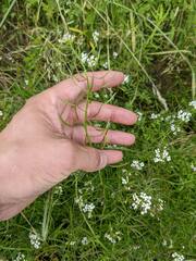 Nasturtium microphyllum