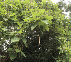 Catalpa bignonioides