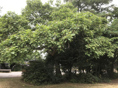 Catalpa bignonioides