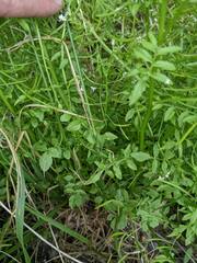 Nasturtium microphyllum